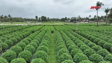 Kinh tế tiêu dùng ngày 03/02/2026