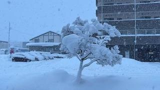 Nhật Bản: Thời tiết cực đoan trái chiều gây hậu quả nghiêm trọng