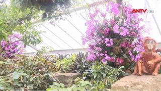 Lễ hội hoa lan mang dấu ấn Trung Quốc