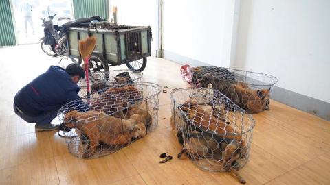 Triệt phá đường dây trộm chó thu lợi hơn 2,6 tỷ đồng