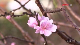 Nhà vườn trồng đào xứ Thanh chịu nhiều tác động