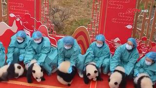 29 chú gấu trúc con ra mắt truyền hình nhân dịp Tết