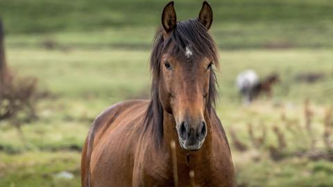 Sáng kiến mới tái định cư ngựa hoang Brumby