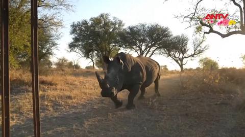 Giải cứu thị lực cho tê giác hoang dã tại châu Phi 