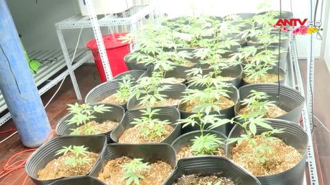 Đấu tranh không khoan nhượng với tội phạm ma túy  