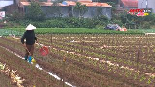 Nông dân xuống đồng sản xuất vụ Đông Xuân 