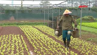 Nông dân vào vụ sản xuất ngay sau Tết Nguyên đán