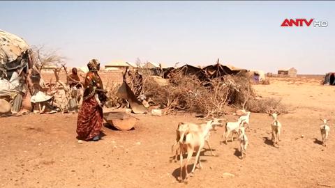 Khủng hoảng lương thực tại Somalia, 6,5 triệu người đối mặt nạn đói