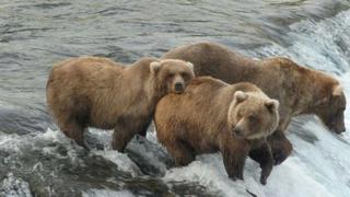 AI và bước tiến mới trong nghiên cứu gấu nâu Alaska