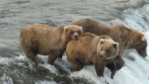 AI và bước tiến mới trong nghiên cứu gấu nâu Alaska