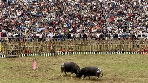  Lễ hội chọi trâu Hải Lựu năm 2026