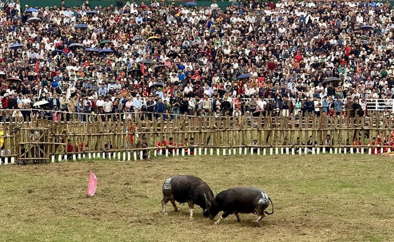  Lễ hội chọi trâu Hải Lựu năm 2026