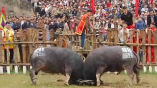 Đảm bảo an ninh trật tự Lễ hội chọi trâu Hải Lựu