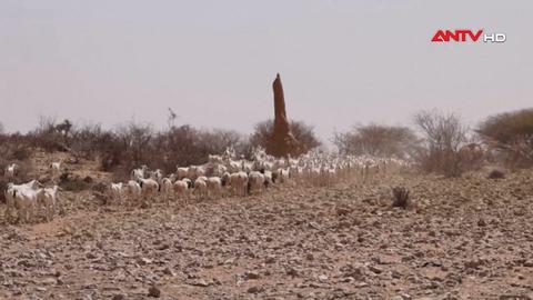 Nông dân Somalia nỗ lực thích ứng với hạn hán