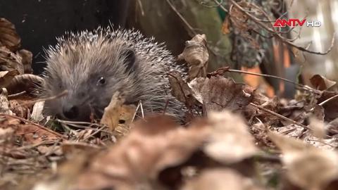 Người phụ nữ Pháp lập trung tâm cứu hộ nhím tại nhà