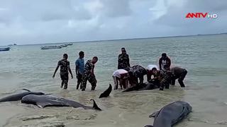 Indonesia giải cứu 34 cá voi hoa tiêu mắc cạn