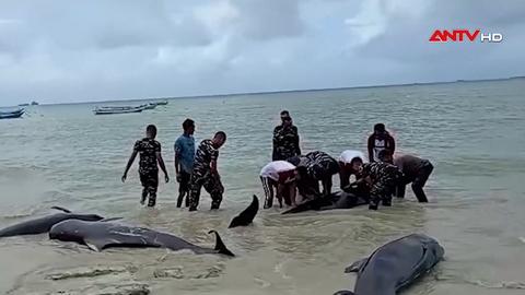 Indonesia giải cứu 34 cá voi hoa tiêu mắc cạn