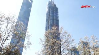 Hoa mộc lan khoe sắc tại Trung Quốc