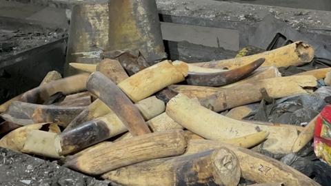 Xử lý gần 1.800 vụ vi phạm bảo vệ động vật hoang dã