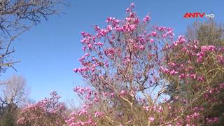 Sắc hoa và giai điệu mùa xuân tại Vườn thực vật Hoàng gia Anh