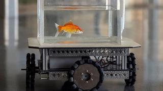 Cá vàng “điều khiển” xe tự chế lập kỷ lục thế giới