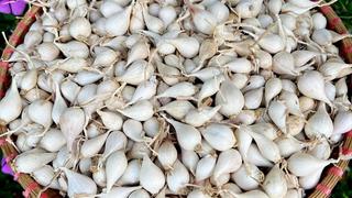 Vươn xa thương hiệu “vương quốc tỏi” Lý Sơn