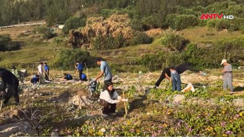 Nỗ lực tạo mảng xanh cho đảo Lý Sơn