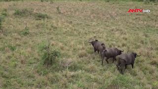 Tê giác trở lại Kidepo sau hơn 40 năm tuyệt chủng