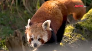 Sở thú Chester (Anh) nỗ lực bảo tồn loài gấu trúc đỏ