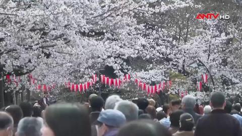 Nhật Bản rực rỡ sắc hoa anh đào
