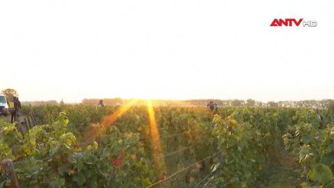 Giống nho Pinot Noir - Di sản 600 năm không đổi