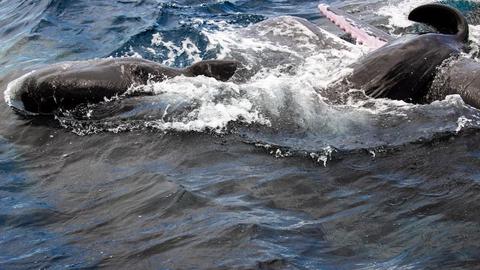 Phát hiện thú vị về quá trình sinh sản của cá nhà táng