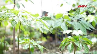 Đồng bào Xơ Đăng đổi thay từ sâm Ngọc Linh