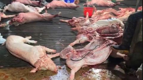 113 Online lúc 15h ngày 31/3/2026