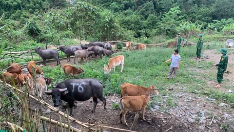 Khởi tố bị can về hành vi vận chuyển trái phép gia súc qua biên giới