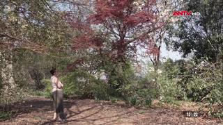 Tắm rừng - liệu pháp cải thiện sức khỏe nhờ thiên nhiên