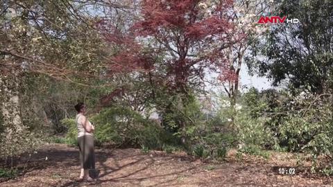 Tắm rừng - liệu pháp cải thiện sức khỏe nhờ thiên nhiên