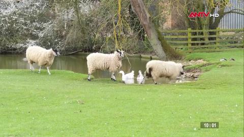 Truyền thống chăn cừu từ thiện ở London