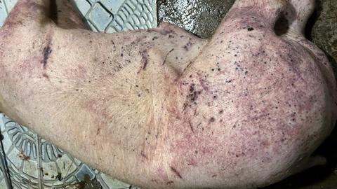 Những kẽ hở nhìn từ vụ thịt lợn bẩn tuồn vào trường học 