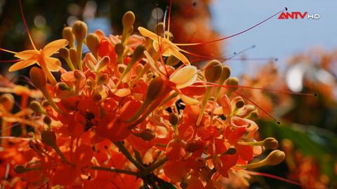 Mùa hoa trang rừng