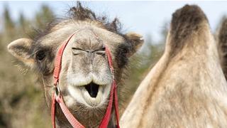 Whipsnade chào đón lạc đà hai bướu mới