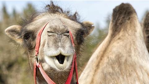 Whipsnade chào đón lạc đà hai bướu mới