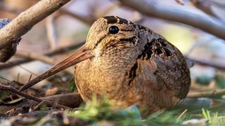 "Ngôi sao" di cư giữa lòng thành phố New York