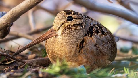 "Ngôi sao" di cư giữa lòng thành phố New York