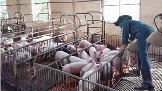 Dịch tả lợn châu Phi có nguy cơ tái bùng phát tại Quảng Trị