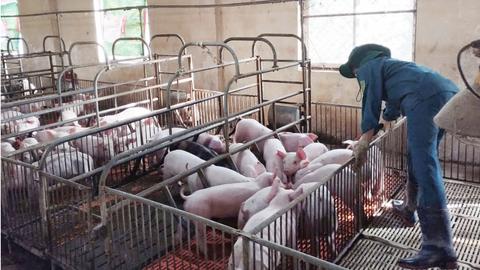Dịch tả lợn châu Phi có nguy cơ tái bùng phát tại Quảng Trị
