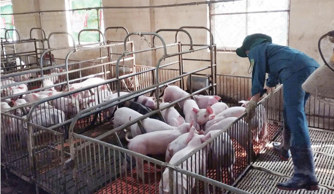 Dịch tả lợn châu Phi có nguy cơ tái bùng phát tại Quảng Trị