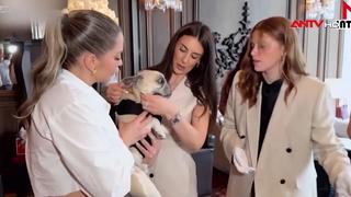 Cún cưng trải nghiệm dịch vụ cao cấp