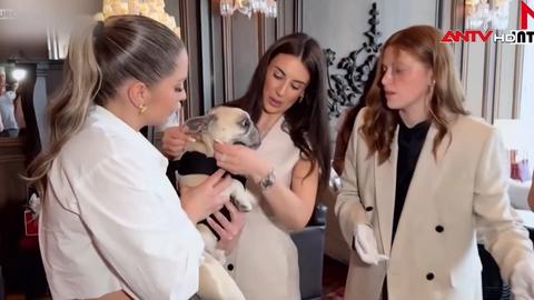 Cún cưng trải nghiệm dịch vụ cao cấp