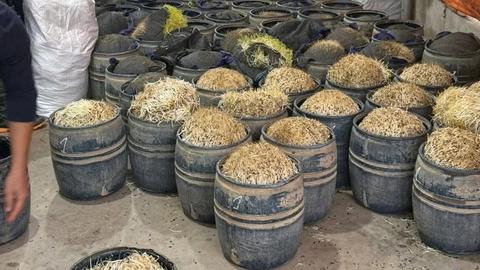 Bắt 2 đối tượng sản xuất giá đỗ bằng chất cấm